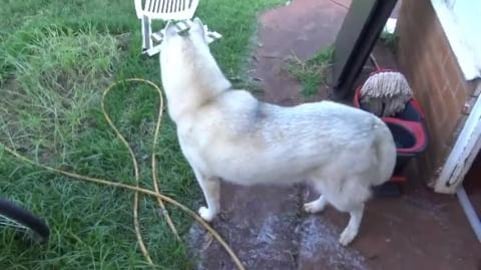 Doggy bath installed and I’ve a dirty husky