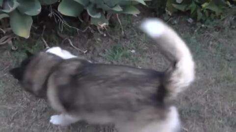 Wolf playing with his husky puppy toy