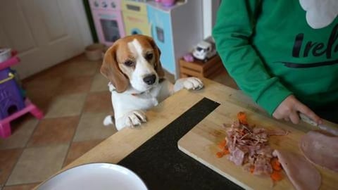 Little Girls Celebrating Their Beagle Dogs Birthday 