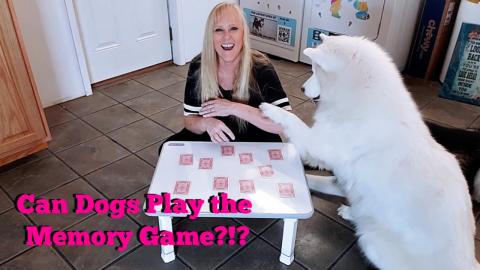 Can Husky & Malamute Play The Memory Game?