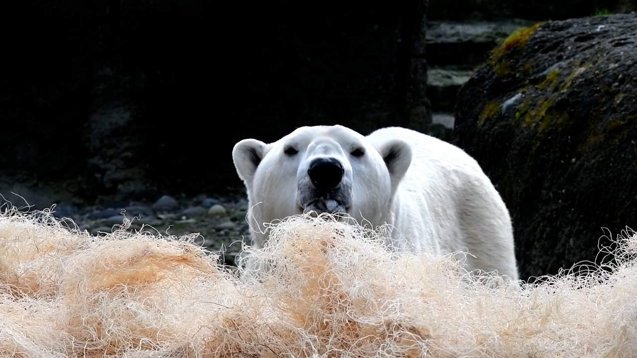 Tacoma's Point Defiance Zoo set to upgrade polar bear exhibit