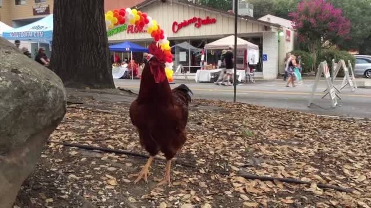 Check out the Fair Oaks Chicken Festival News Tribune