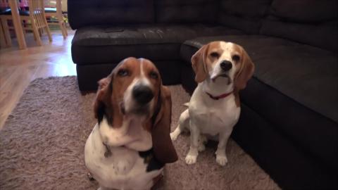 Beagle Dog Steals Basset Treat