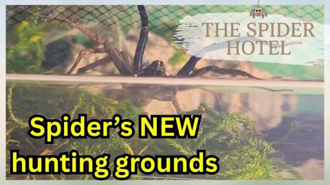 Rabid Wolf Spider Goes Exploring @spiderhotel