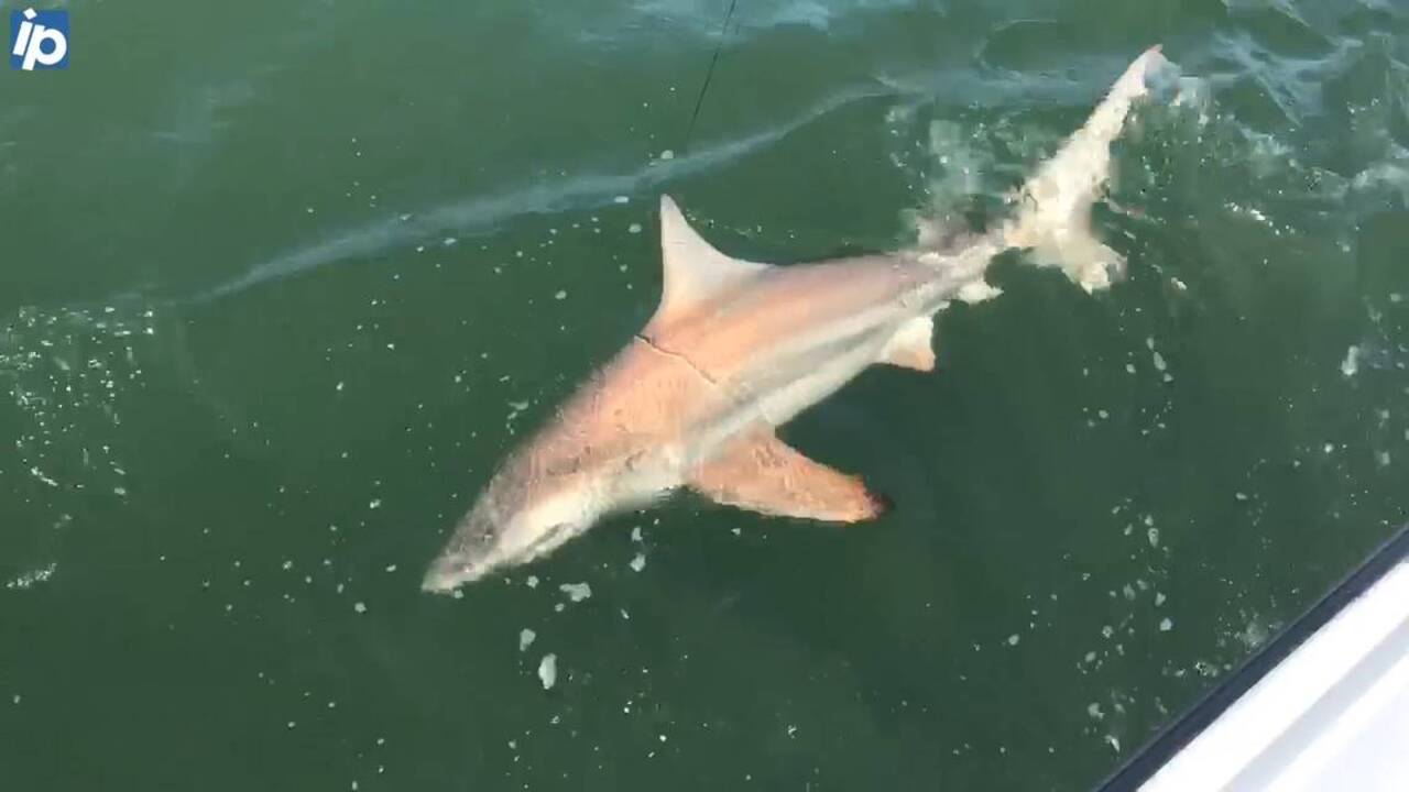 3 great white sharks have pinged off the GA/SC coast in last 24 hours –  WSB-TV Channel 2 - Atlanta