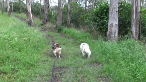 Husky Hike and getting all muddy