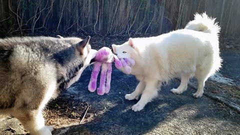 Husky Plays Tug Of War With Malamute