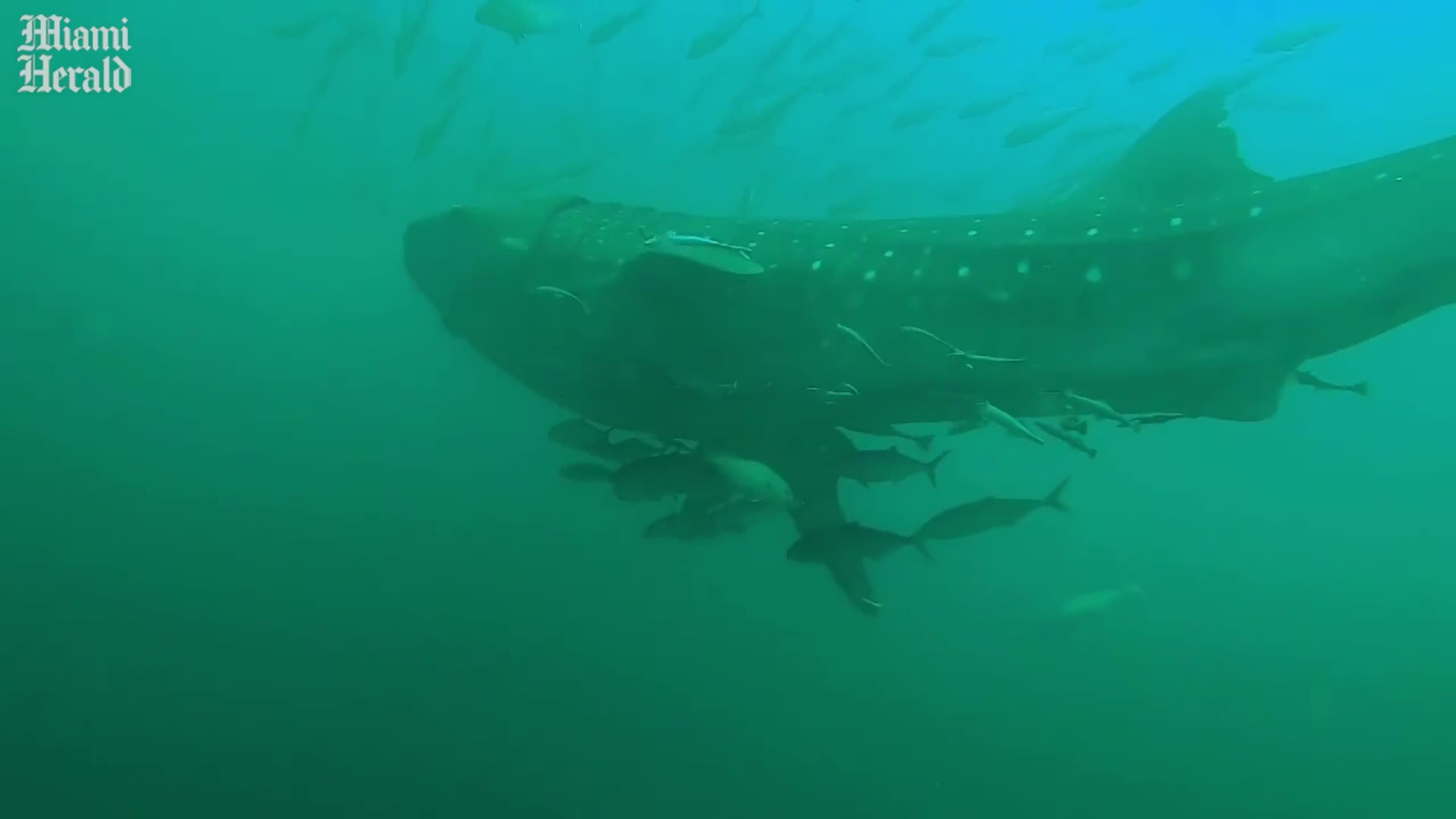 Whale sharks join divers on Florida wreck off Panama City Beach | Miami ...