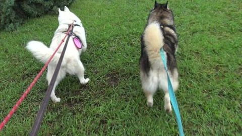 Number of branches down due to ex Cyclone for Wolf to pee...