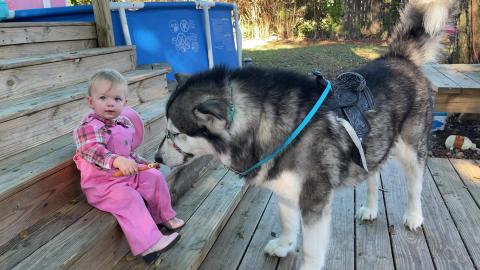Malamute Pretends to be a Pony for Baby Cowgirl
