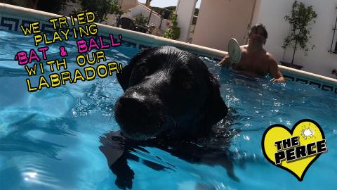 Dogs Loves Playing in The Pool