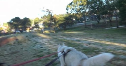 Frosty, new dog path, Golden Retriever & Husky boyfriends...