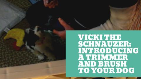 Vicki The Schnauzer: Introducing a Trimmer and Brush to Y...