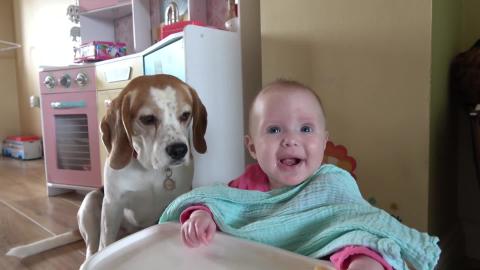 Baby Feeds Her Cute Dogs for The First Time