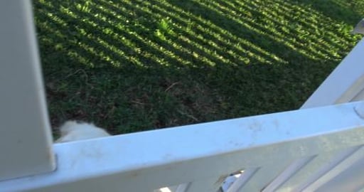 Having a lovely morning walk saying hello to friends