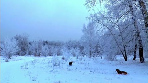 Time-Lapse_ Snowfall _ Drone Aerial View _ Free stock foo...
