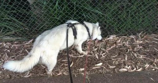 No puppy Malamute but here is a bit about the Habitat