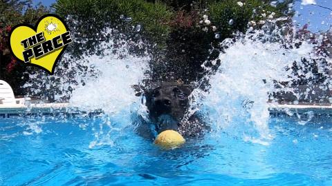 Percy the Labrador just loves the pool