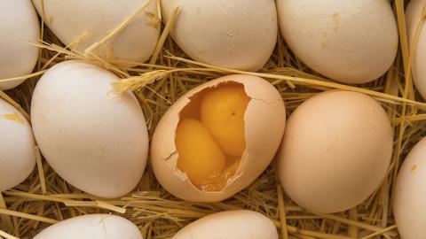 Abnormal looking egg was a double yolked egg.