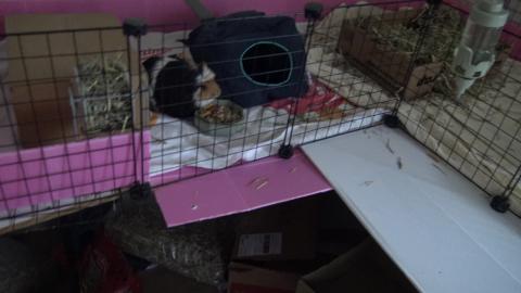 Getting the Husky and Guinea Pigs organized