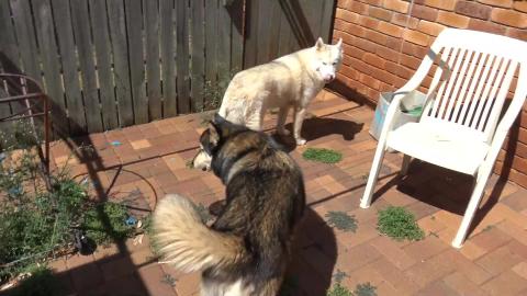 How does a Husky & Malamute grow grapes Help!!!