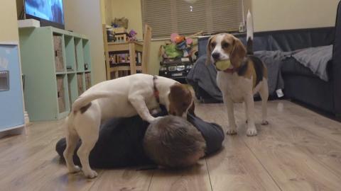 What My Dogs Do When I Pretend Faint!