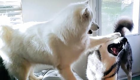 Husky Takes On Giant Malamute