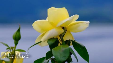 Blossoming Roses | Relax & Uplift with Mix Music