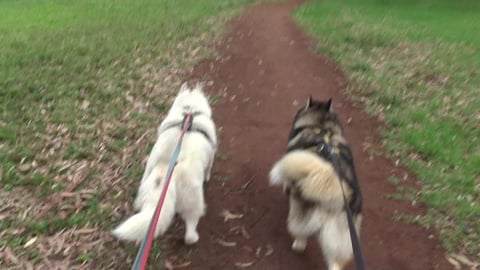 Bad Hare day and Malamute & Husky struggle on humid walk