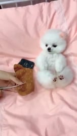 Teacup pomeranian cutest moments__ Funny & Cute Animals P...