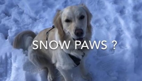 Snow Paws and Snow Monsters with Lola the English Cream G...