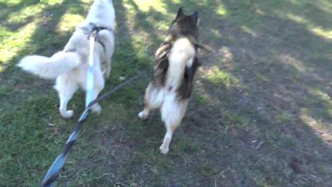 Golden Retriever wants to play with Husky & Malamute
