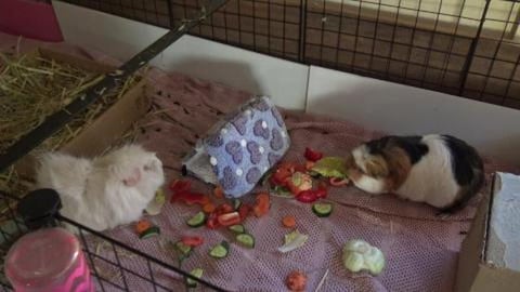 Super cute guinea pig munching noises