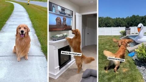 My Dogs Watch Their Own Video