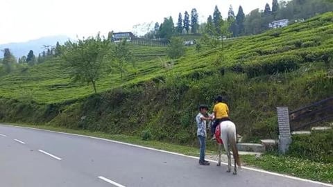 Horse Rider of Temi Tea Garden | Sikkim