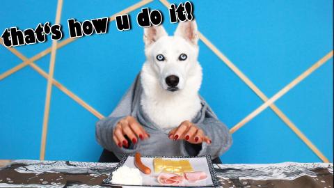 Fun ways to Feed a Dog during Quarantine
