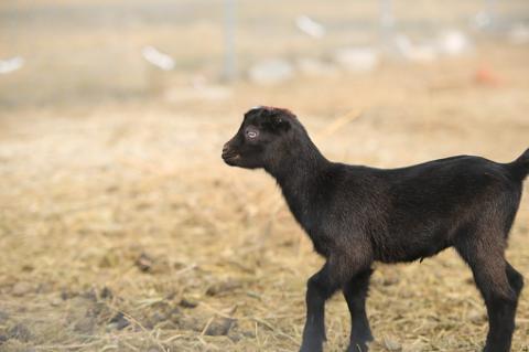 Amazing Goat Baby hahha