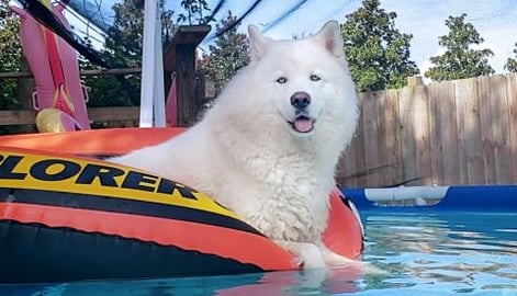 Beautiful Husky Floats With Her Toes In The Water