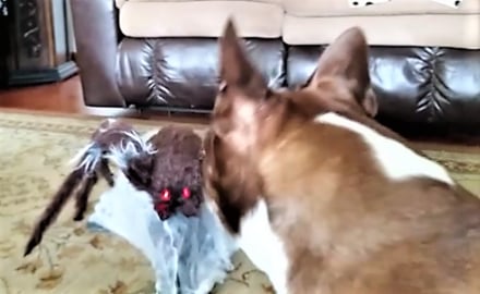 Funny Boston Terrier Attacks Huge Spider!
