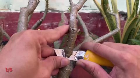 Adenium propagation will become simple if you know these ...