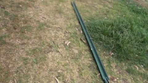 Lizard friend is back and ripe peaches