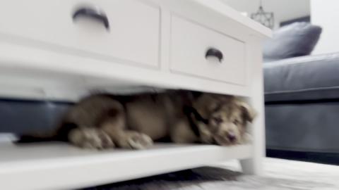 Malamute Puppy Zeus’ First Night Home 