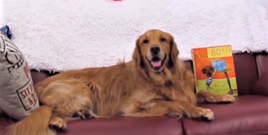 Golden Retriever Dog Reads A Book!