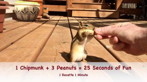 2 Funny Videos with Steve the Chipmunk