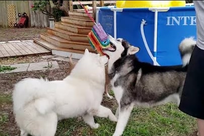 Dogs VS Pinata 