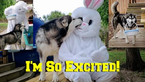 Easter Bunny Surprise Visit With Malamute | Easter Egg Hu...