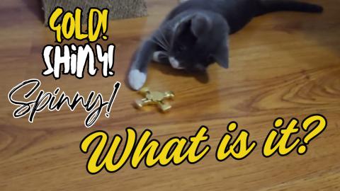 Cat With Gold Spinner 