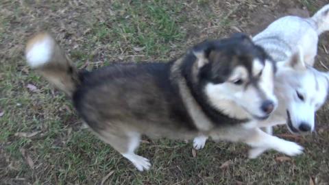 Husky finds almond & Cockatoo's mates say G'day