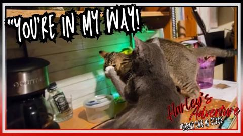 Cat Gets OWNED @HarleysAdventure