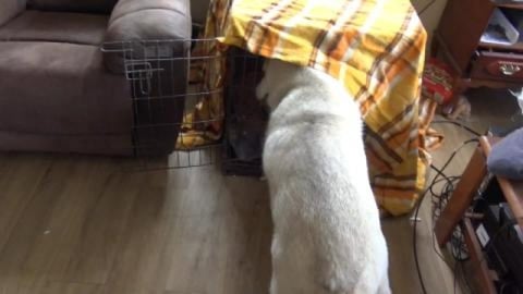 Husky needs a nest. Every now and then Tikaani gets into ...